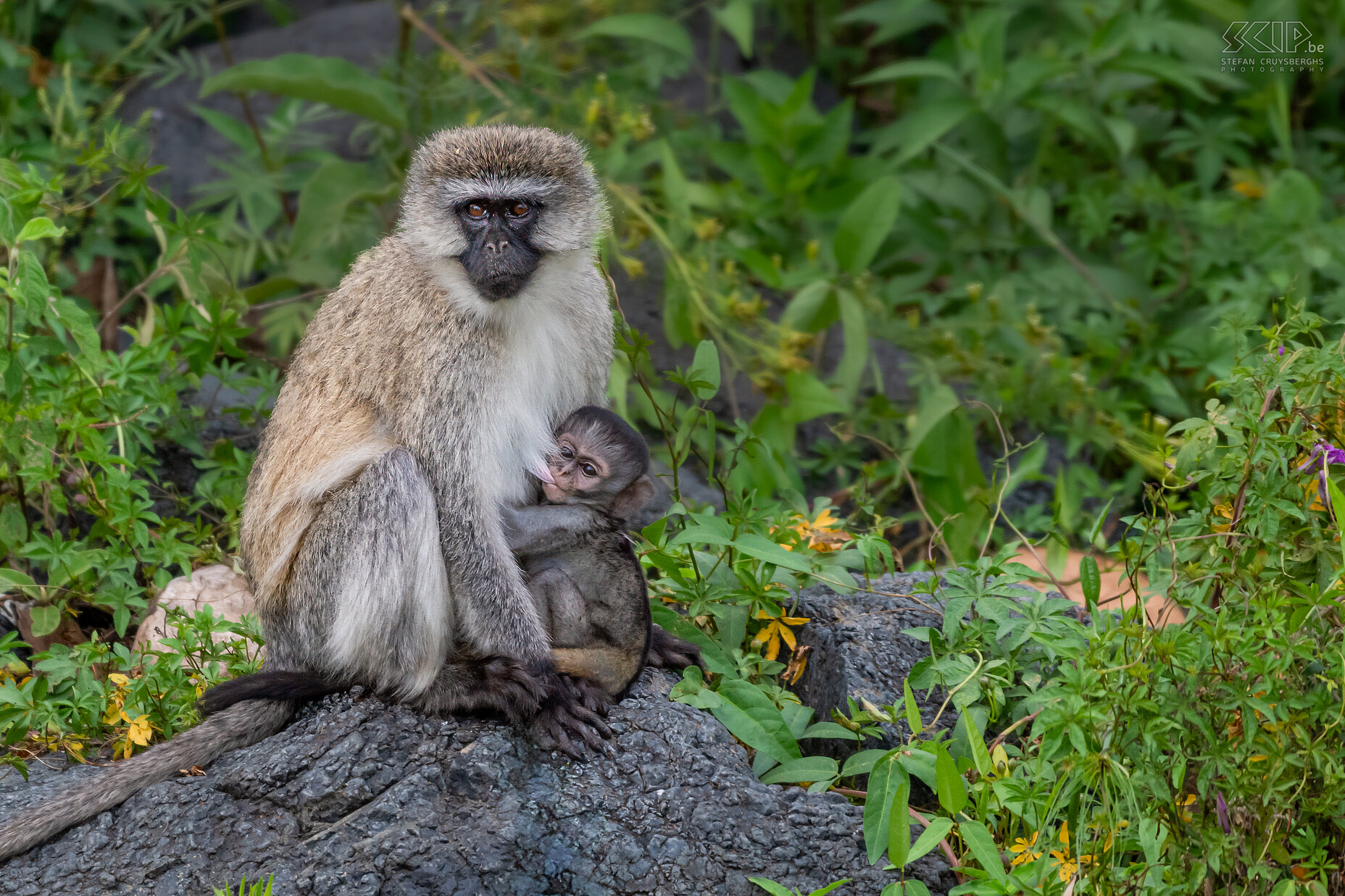 Lake Naivasha - Vervet monkey Vervet monkey (Chlorocebus pygerythrus) with baby Stefan Cruysberghs